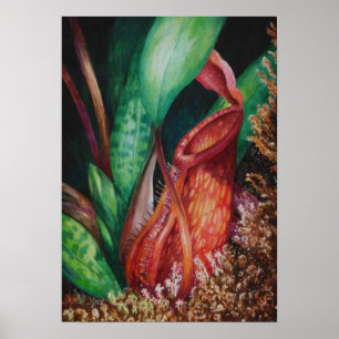 Affiche Nepenthes d'affiche d'art d'aquarelle de Mesilau