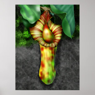 Affiche Nepenthes, Pitcher Plant Illustration