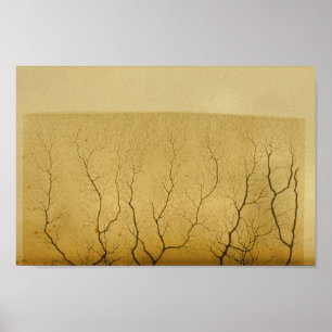 Affiche Nerfs de système nerveux central du cru 1886