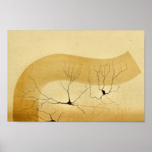 Affiche Nerfs de système nerveux central du cru 1886