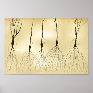 Affiche Nerfs de système nerveux central du cru 1886