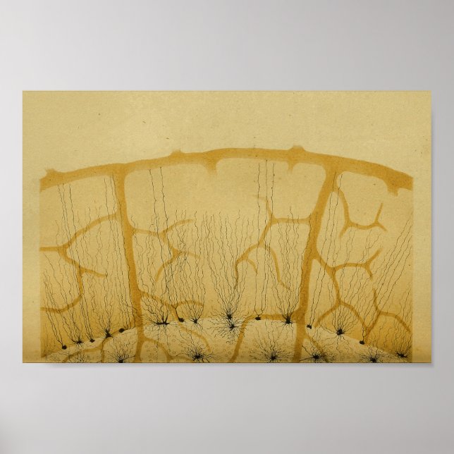 Affiche Nerfs vintages du système nerveux central 1886 (Devant)