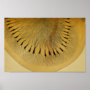 Affiche Nerfs vintages du système nerveux central 1886