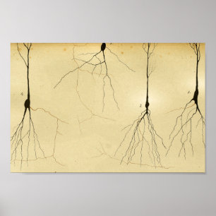 Affiche Nerfs vintages du système nerveux central 1886