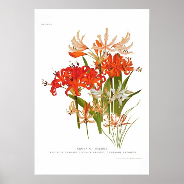 Affiche Nerines (Devant)