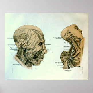 Affiche Nerves crâniennes