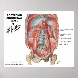 Affiche Netter's Posterior Abdominal Wall - Labeled Chart