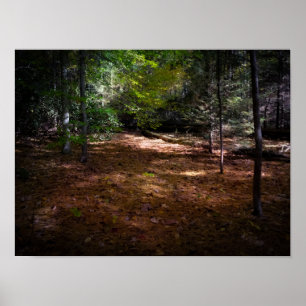 Affiche Nettoyage dans une forêt noire