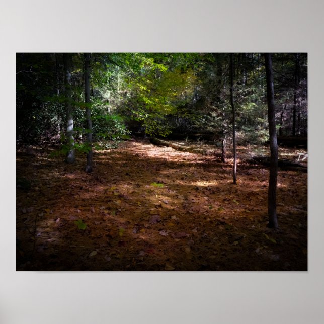 Affiche Nettoyage dans une forêt noire (Devant)