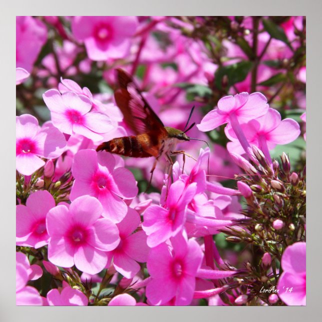 Affiche Nettoyage des colibris et du phlox 3 (Devant)