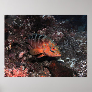 Affiche Nettoyeur Wrasse Eyeliner