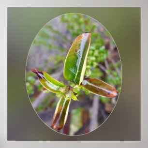 Affiche new leaves