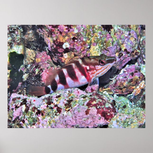 Affiche New Zealand Fish (Devant)