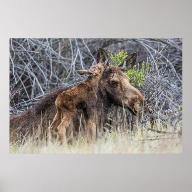 Affiche Newborn Moose Calf Nuzzling its Mother (Devant)