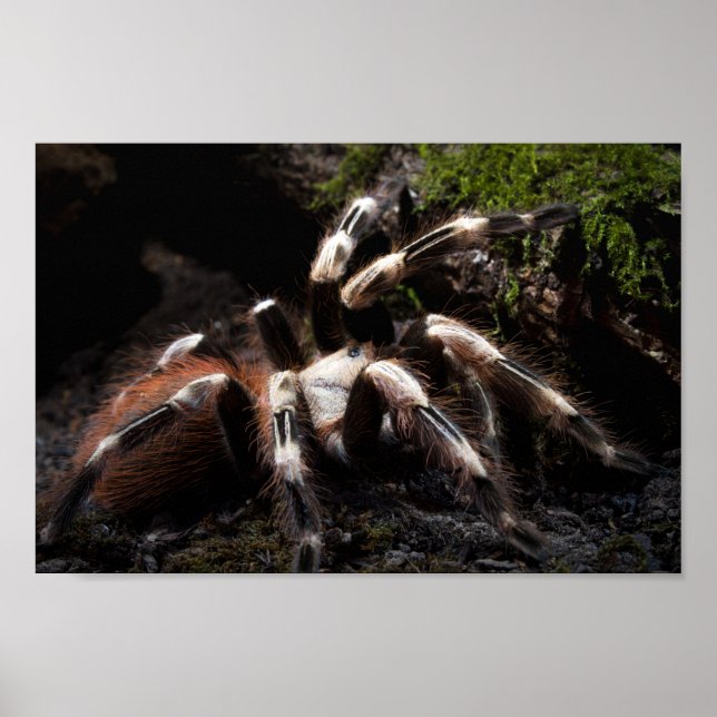Affiche Nhandu Chromatus Tarantula brésilienne rouge et bl (Devant)