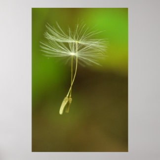 Affiche N'hésitez pas - Graines Dandelion volantes