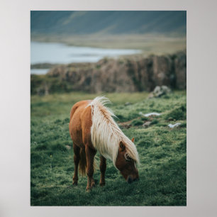 AFFICHE NICE HORSE