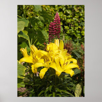 Affiche Niché dans le jardin.