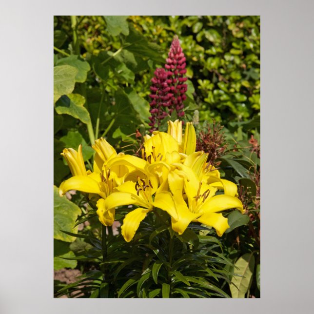 Affiche Niché dans le jardin. (Devant)