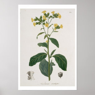 Affiche Nicotiana de 'Phytographie Medicale' de Joseph R