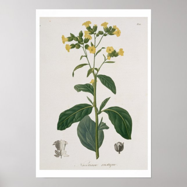 Affiche Nicotiana de 'Phytographie Medicale' de Joseph R (Devant)