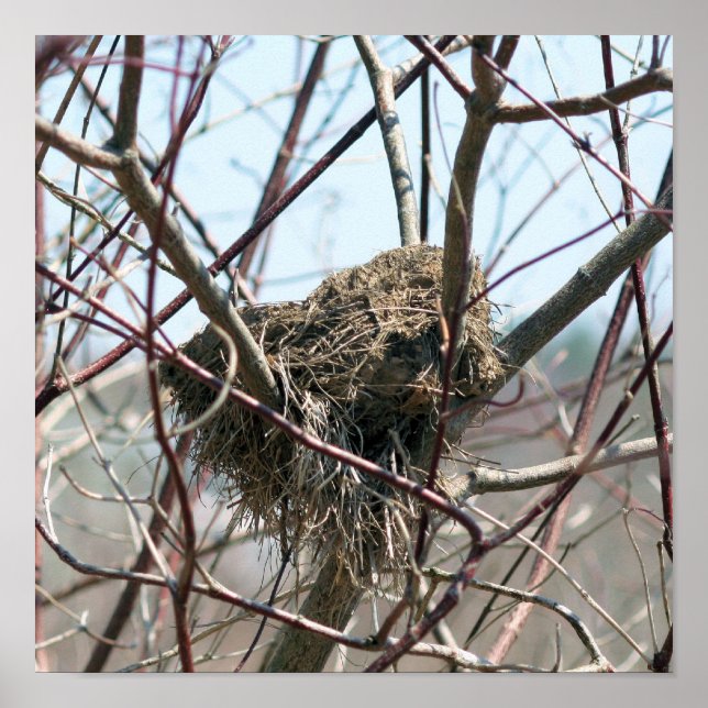 Affiche Nid D'Oiseaux Abandonné Au Printemps (Devant)