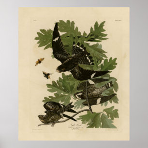 Affiche Night Hawk - John James Audubon's Birds of America