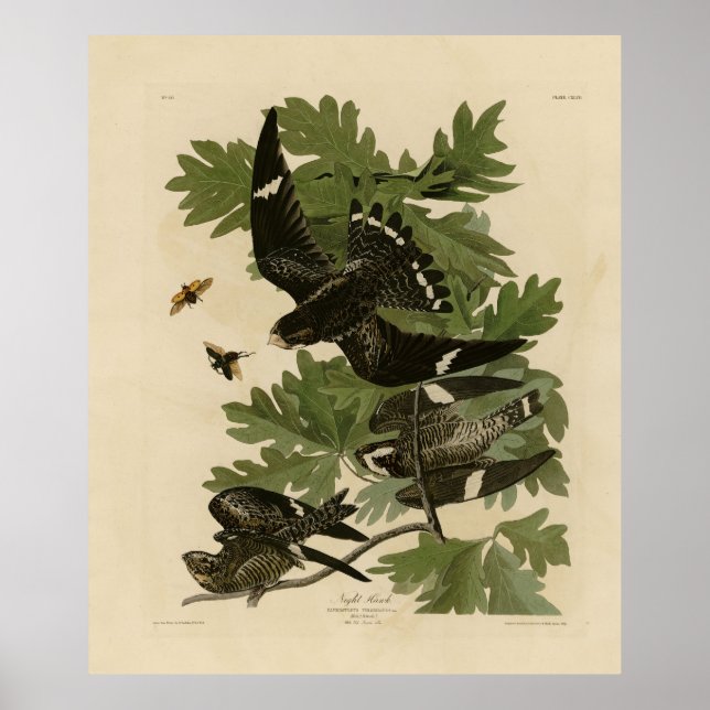 Affiche Night Hawk - John James Audubon's Birds of America (Devant)