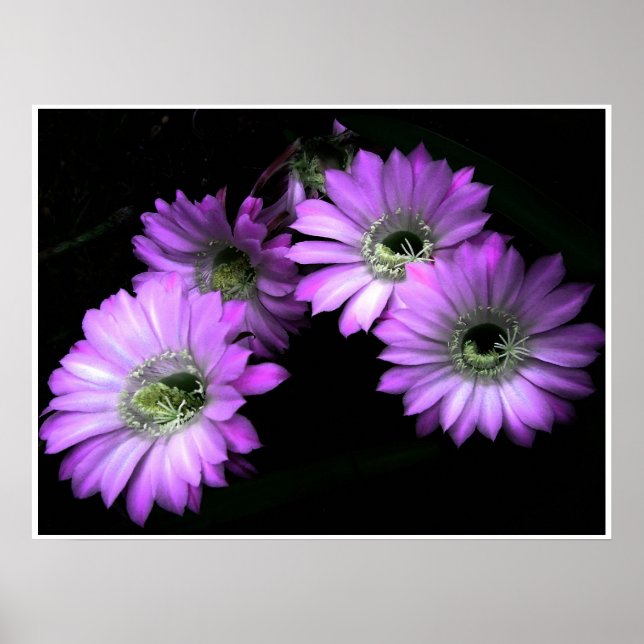 Affiche NightBloom (Devant)