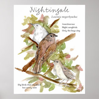 Affiche Nightingale Songbird Leaves Trees Drawing