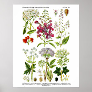 Affiche No. botanique 4 d'impression d'art de fleurs