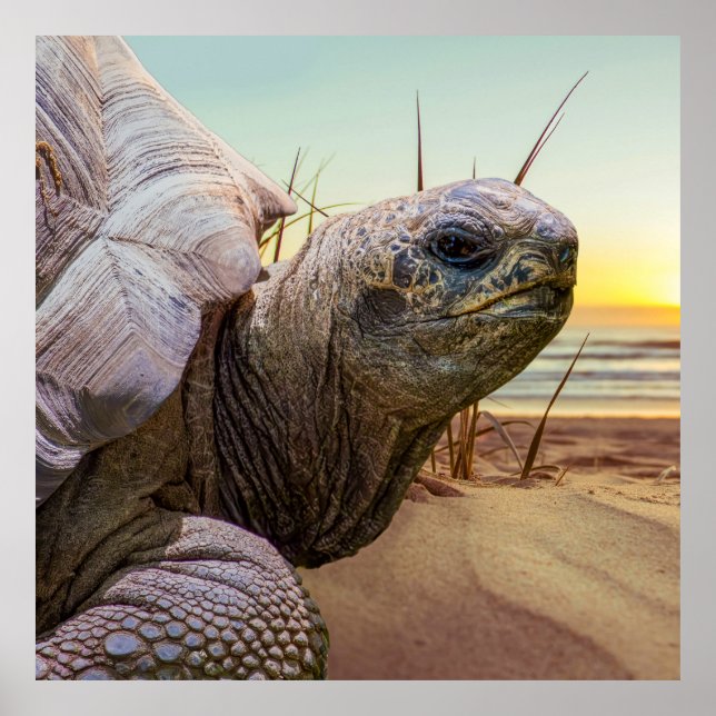 Affiche No Rush (Devant)