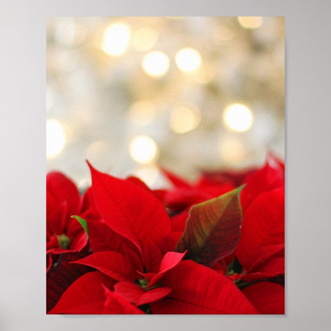 Affiche Noël Poinsettia (Devant)