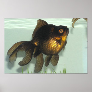 Affiche Noir-amarrez le dossier de poisson rouge