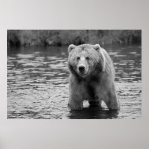 Affiche Noir Blanc Grizzli Ours Moderne Woodland Art