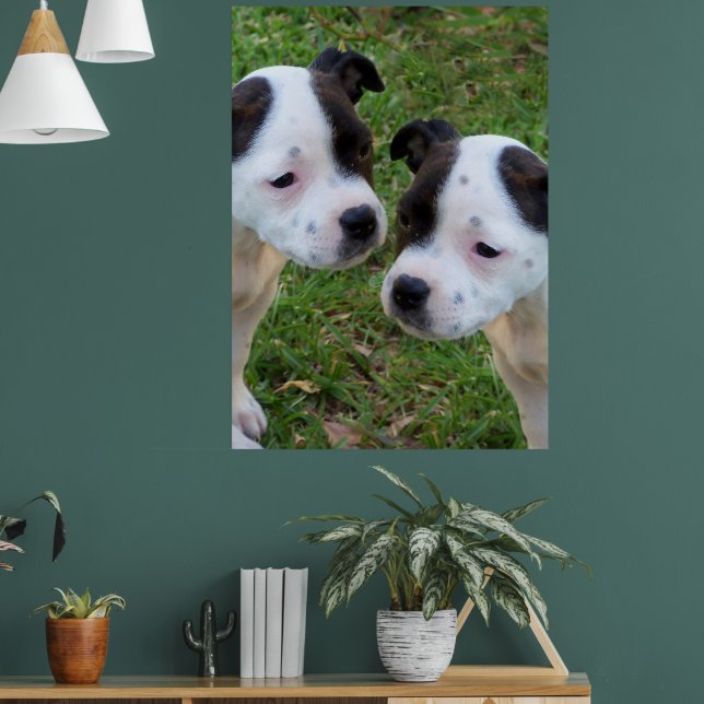 Affiche Noir Blanc Staffordshire Bull Terrier Chiots, (Salon 1)