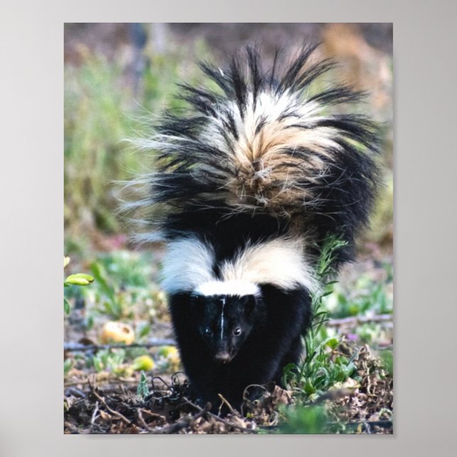 Affiche Noir et blanc (Devant)