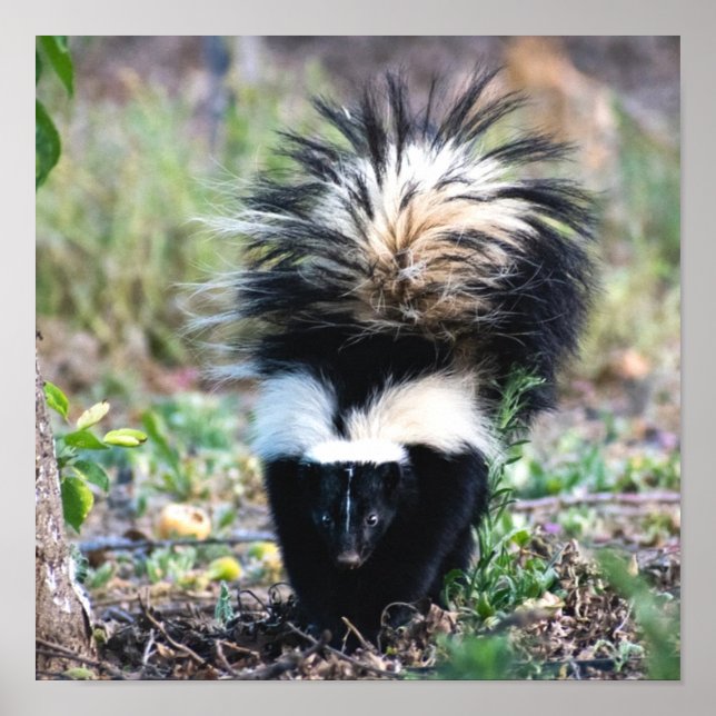 Affiche Noir et blanc (Devant)