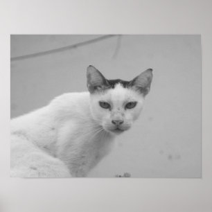 Affiche Noir et blanc - Chat 02