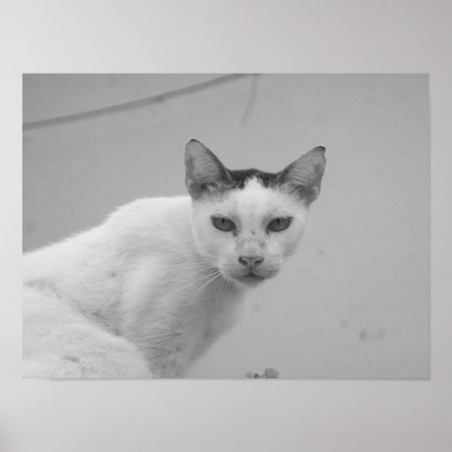 Affiche Noir et blanc - Chat 02 (Devant)