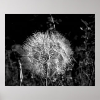 Affiche Noir et blanc Grand Dandelion brillant 16x20
