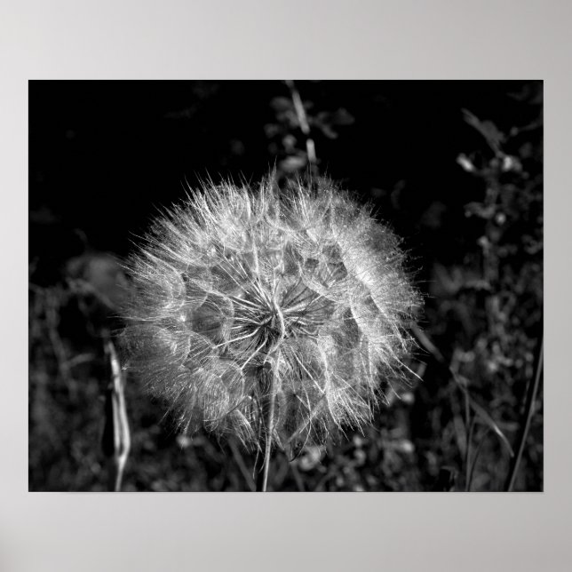 Affiche Noir et blanc Grand Dandelion brillant 16x20 (Devant)