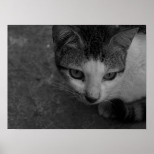 Affiche Noir et blanc - Kitty