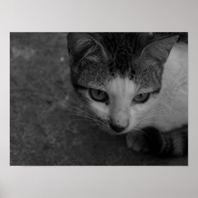 Affiche Noir et blanc - Kitty (Devant)