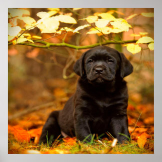 Affiche Noir Labrador Retriever Puppy avec feuilles d'auto