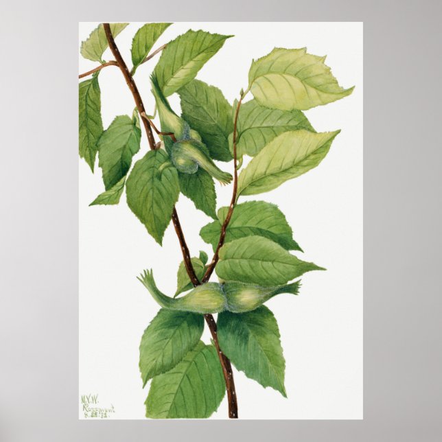 Affiche Noisette (Corylus rostrata) (1932) de Mary (Devant)