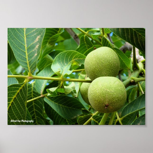 Affiche Noix dans le feuillage vert (Devant)