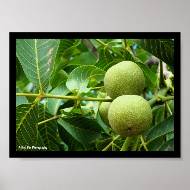 Affiche Noix dans le feuillage vert (Devant)