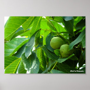 Affiche Noix dans un feuillage vert éclairé