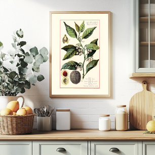 AFFICHE NOIX DE MUSCADE - ILLUSTRATION BOTANIQUE VINTAGE
